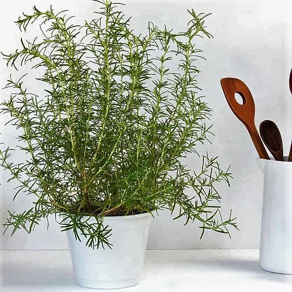 Rosmarinus Officialis, Rosemary Herb Indoor - Image 2