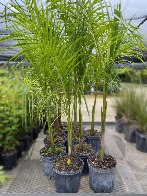 Royal Palm, Roystonia Regia - Image 2
