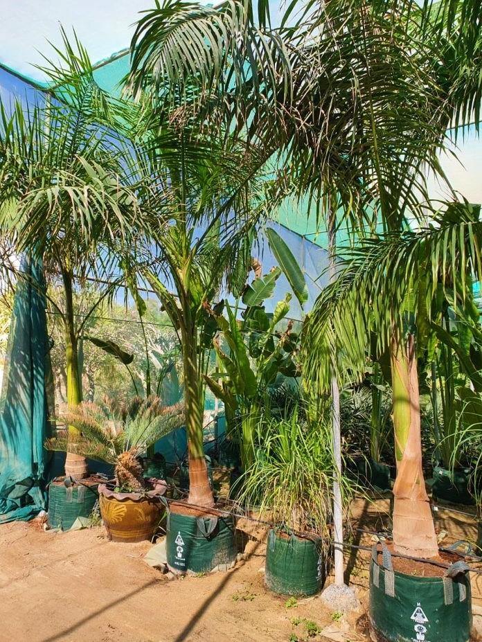 Royal Palm, Roystonia Regia - Image 3