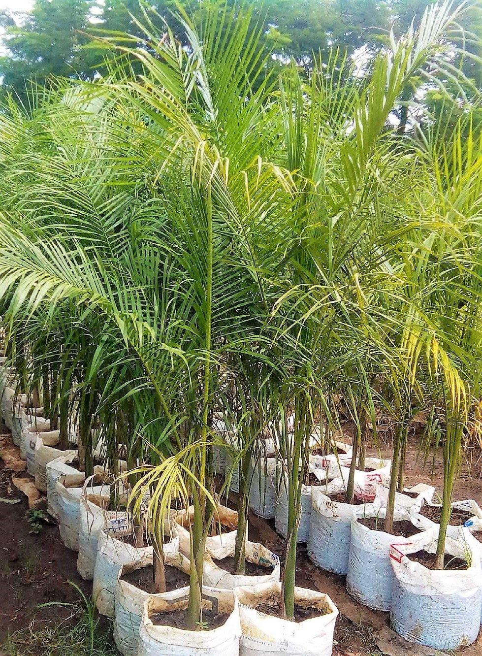 Royal Palm, Roystonia Regia - Image 4
