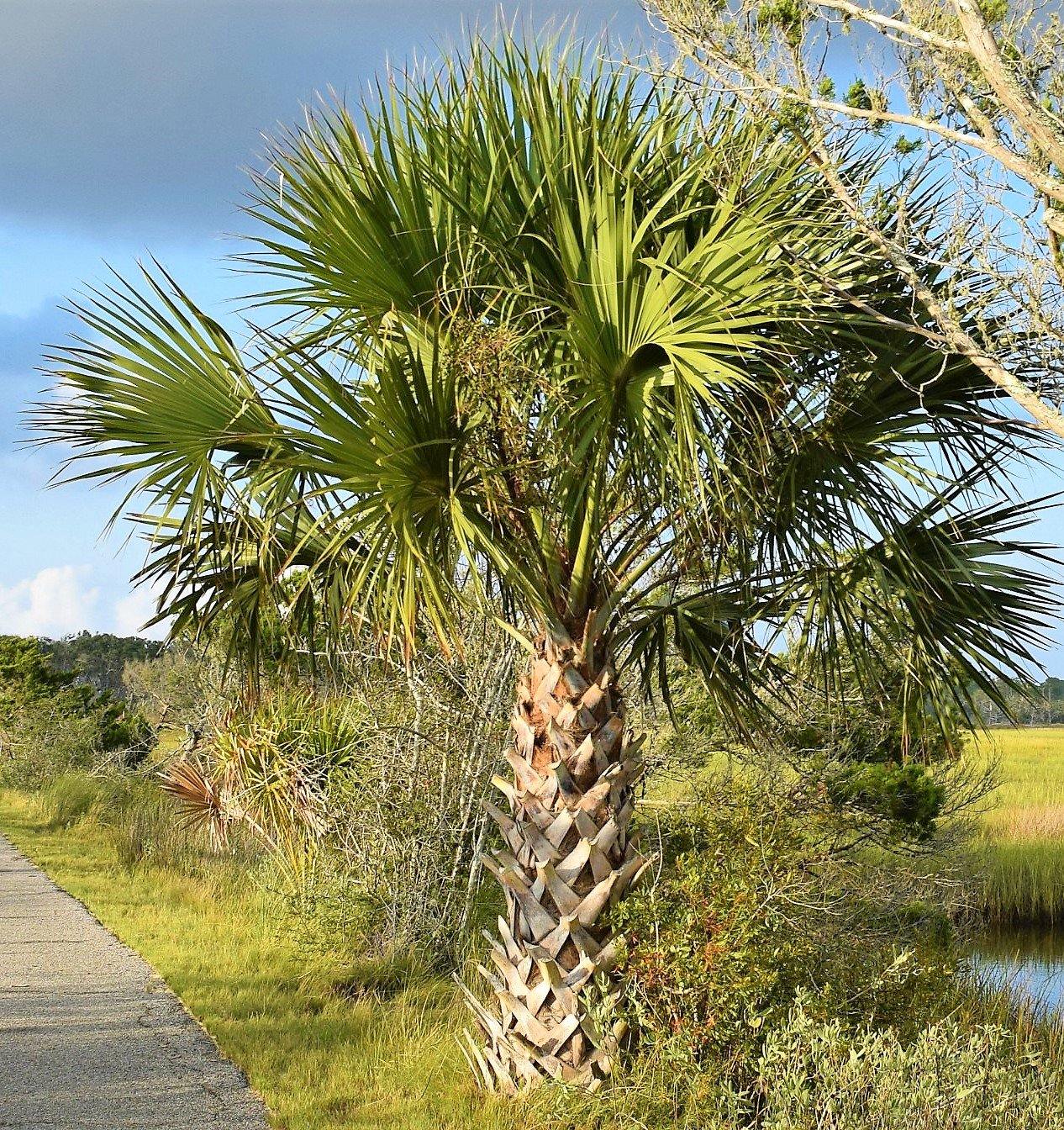 Sabal Palm, Sabal palmetto, Cabbage Palmetto, Carolina Palmetto - Image 3