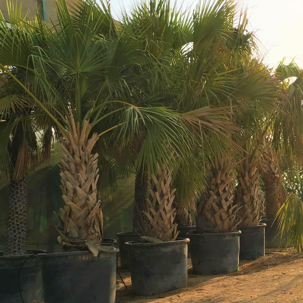 Sabal Palm, Sabal palmetto, Cabbage Palmetto, Carolina Palmetto - Image 4