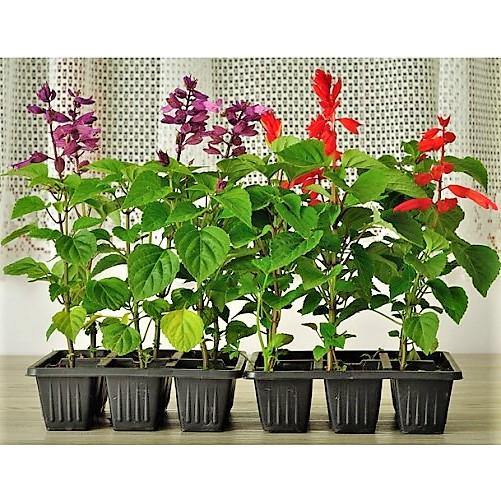 Sage of the diviners, Salvia divinorum (small) - Image 2
