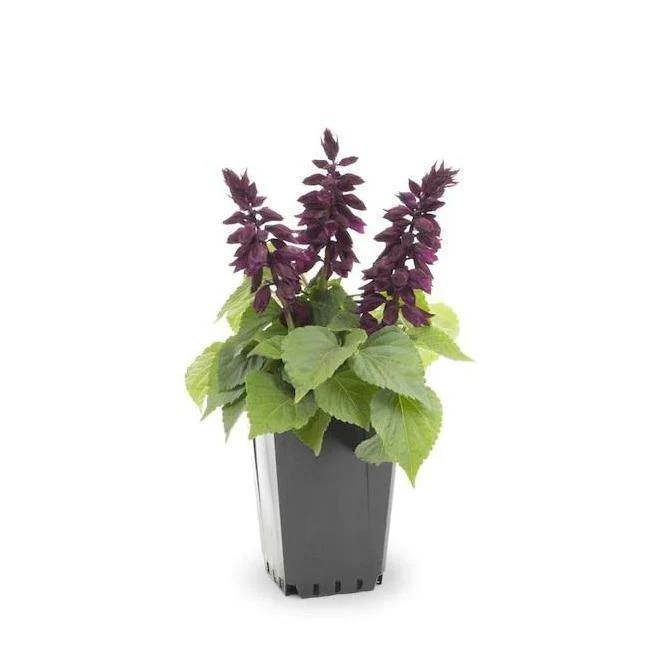 Sage of the diviners, Salvia divinorum (small) - Image 3