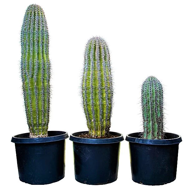 Saguaro Cactus - Image 2