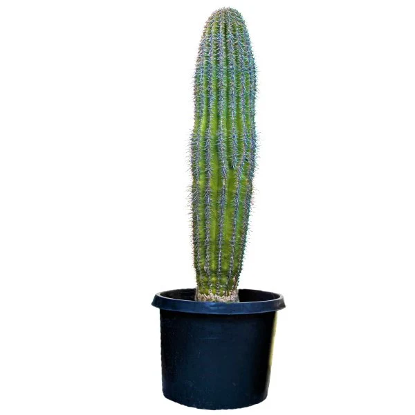Saguaro Cactus - Image 5