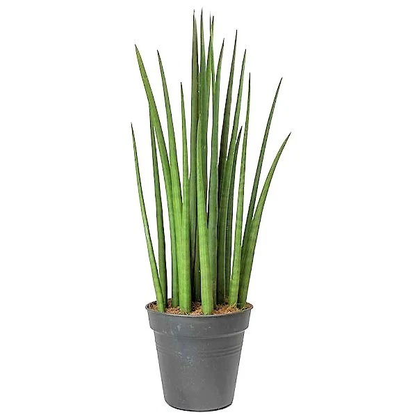 Sansevieria Cylindrica Skyline, Sansevieria Desertii