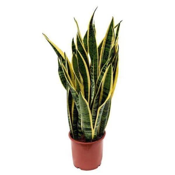 Sansevieria Trifasciata, Superba, Snake Plant, Outdoor