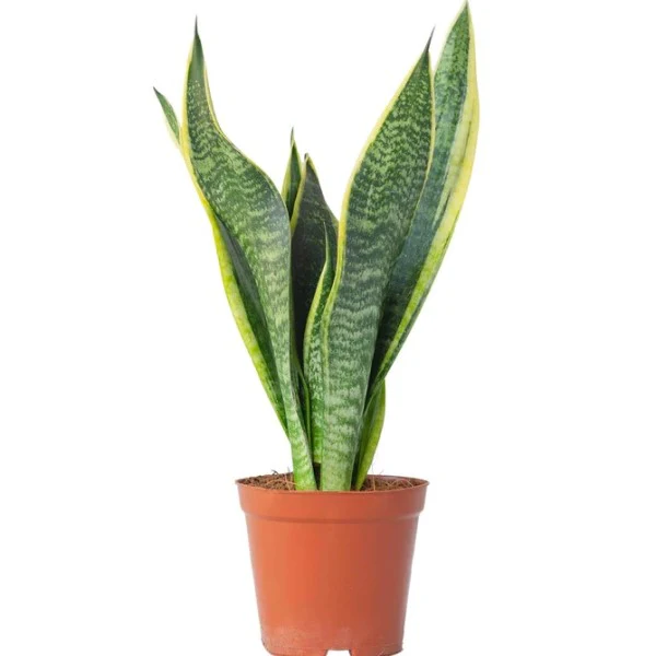 Sansevieria Trifasciata, Superba, Snake Plant, Outdoor - Image 3