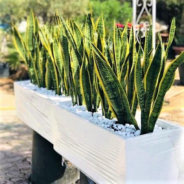 Sansevieria Trifasciata, Superba, Snake Plant, Outdoor - Image 4