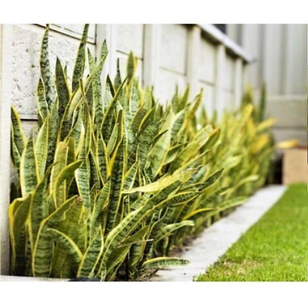 Sansevieria Trifasciata, Superba, Snake Plant, Outdoor - Image 5