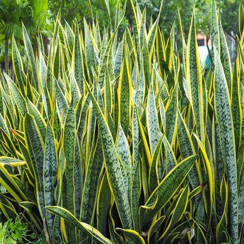 Sansevieria Trifasciata, Superba, Snake Plant, Outdoor - Image 6