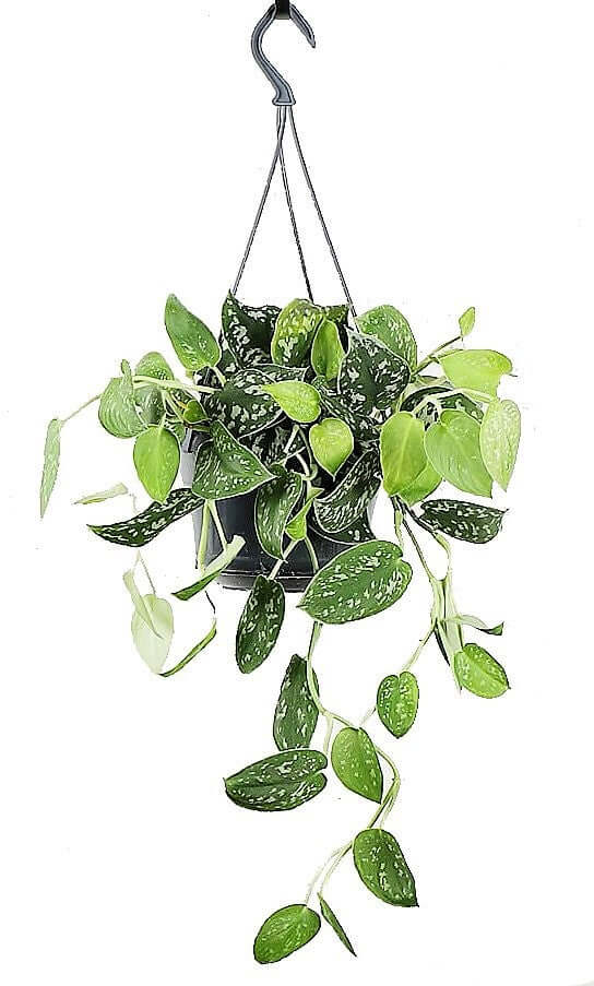 Satin Pothos Hanging - Image 3
