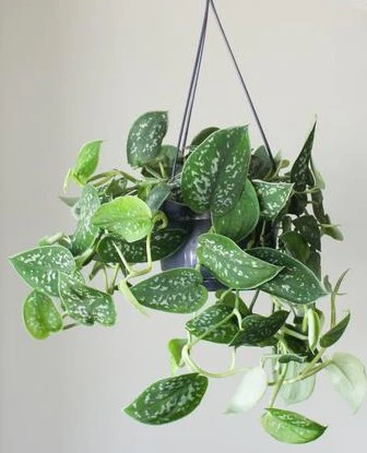 Satin Pothos Hanging - Image 4