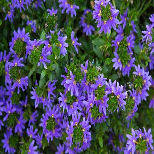 Scaevola Aemula, Blue Wonder - Image 2