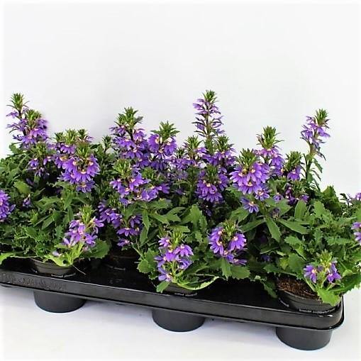 Scaevola Aemula, Blue Wonder - Image 3