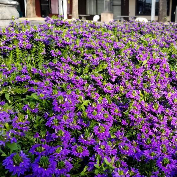 Scaevola Aemula, Blue Wonder - Image 7