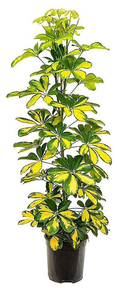 Schefflera Arboricola, Gold Capella,  Dwarf Umbrella Tree - Image 2