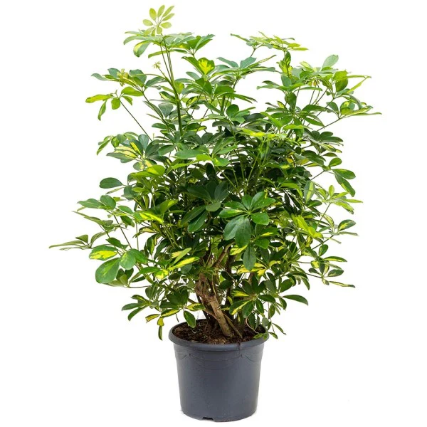 Schefflera Arboricola, Gold Capella,  Dwarf Umbrella Tree - Image 3