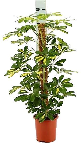 Schefflera Arboricola, Gold Capella,  Dwarf Umbrella Tree - Image 4