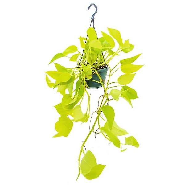 Scindapsus Golden, Golden Money Plant - Image 2