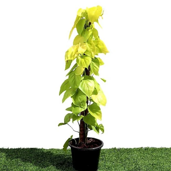 Scindapsus Golden, Golden Money Plant - Image 3