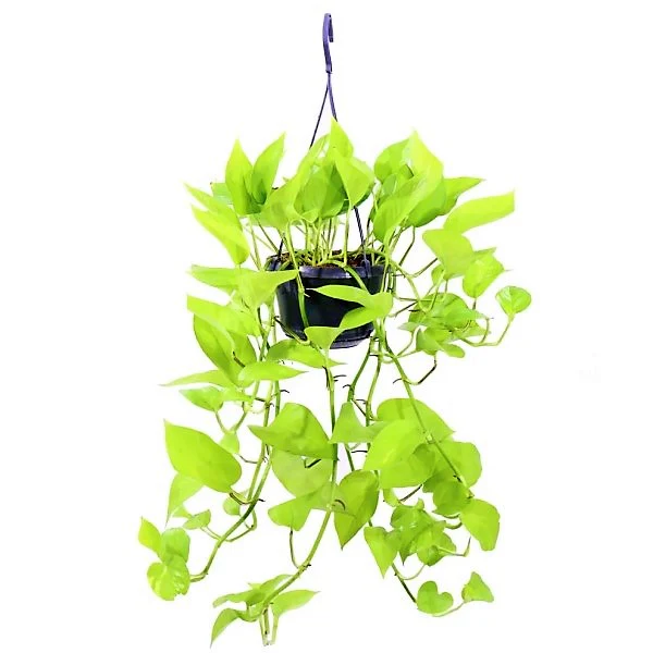 Scindapsus Golden, Golden Money Plant - Image 4