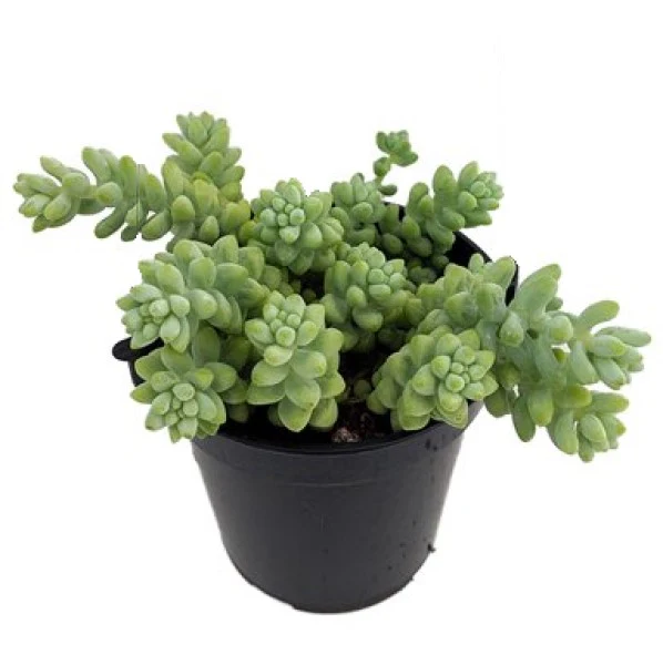 Sedum burrito , Burrows Tail Plant - Image 3