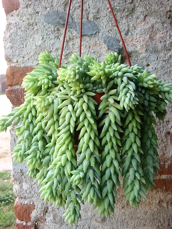 Sedum burrito , Burrows Tail Plant - Image 4