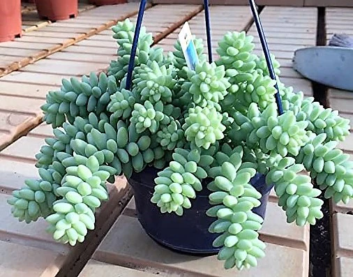 Sedum burrito , Burrows Tail Plant - Image 5