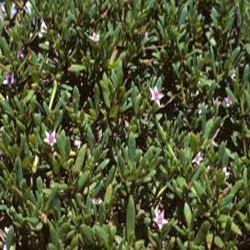 Sesuvium Portulacastrum (small) - Image 2