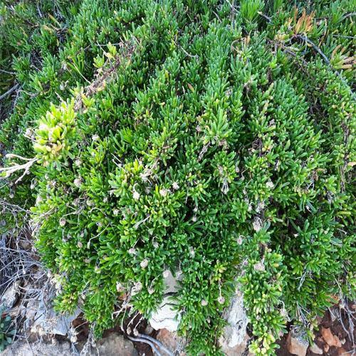 Sesuvium Portulacastrum (small) - Image 3