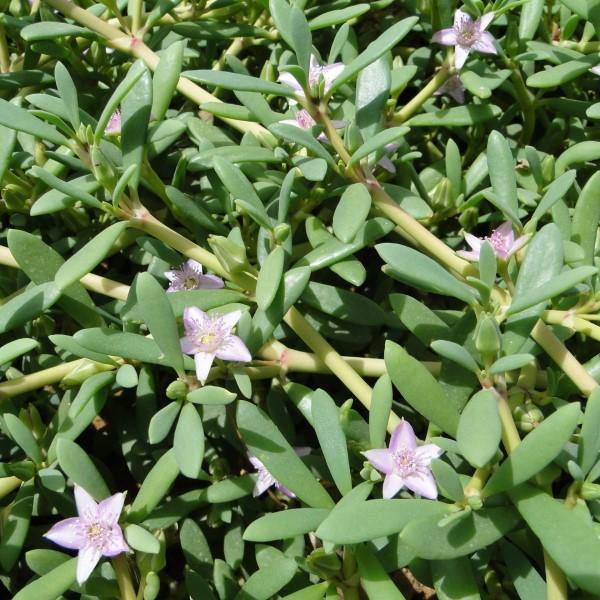 Sesuvium Portulacastrum (small) - Image 4