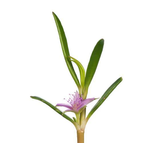 Sesuvium Portulacastrum, Shoreline Seapurslane (small) - Image 2