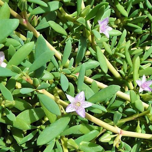 Sesuvium Portulacastrum, Shoreline Seapurslane (small) - Image 3