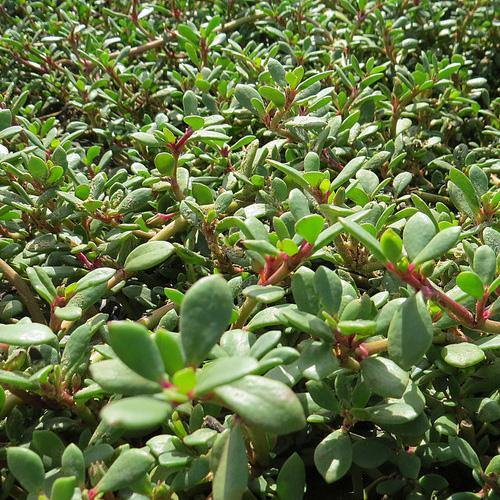 Sesuvium Portulacastrum, Shoreline Seapurslane (small) - Image 4