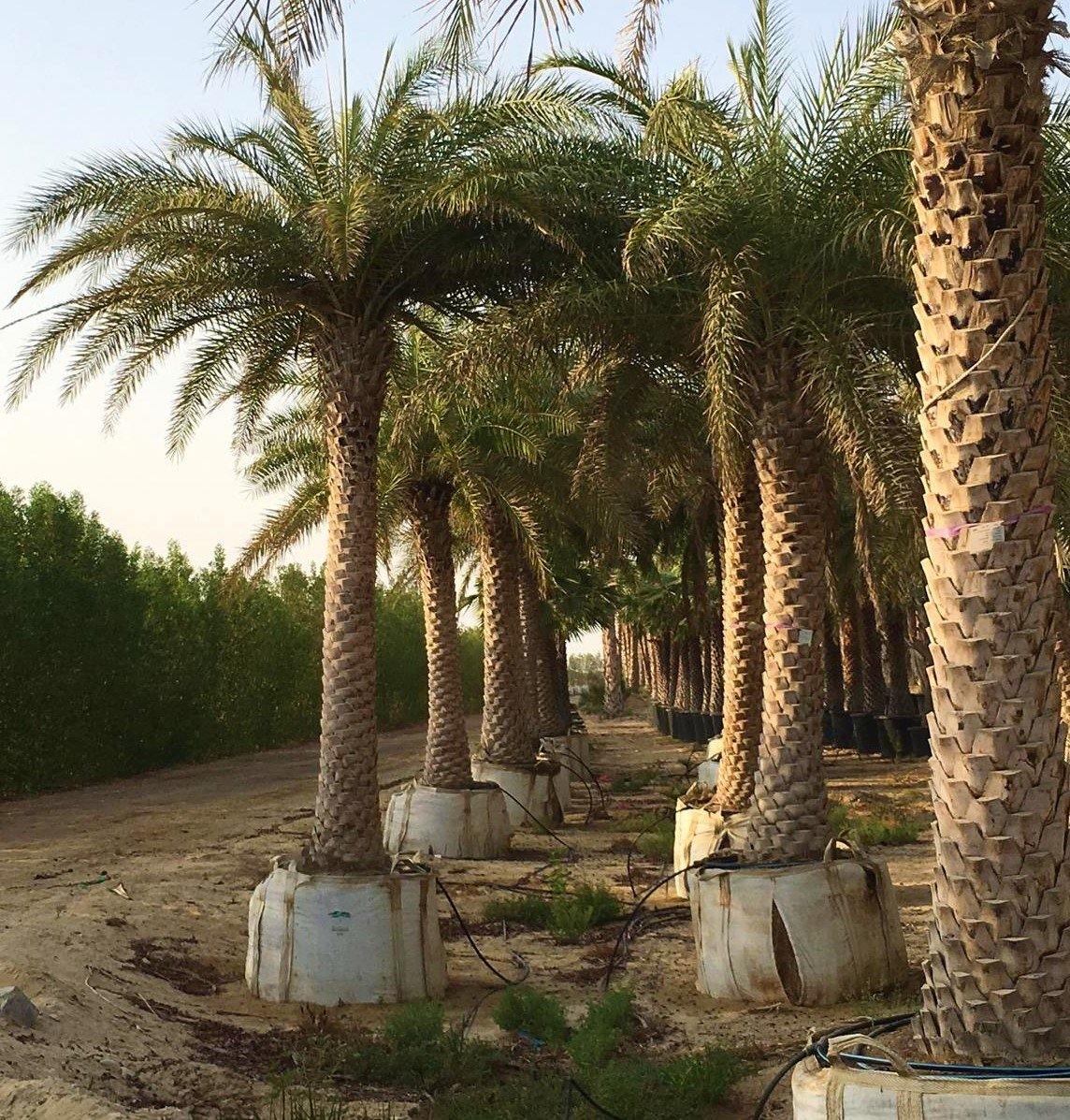 Silver Date Palm, Phoenix Sylvestris, Wild Date Palm - Image 3
