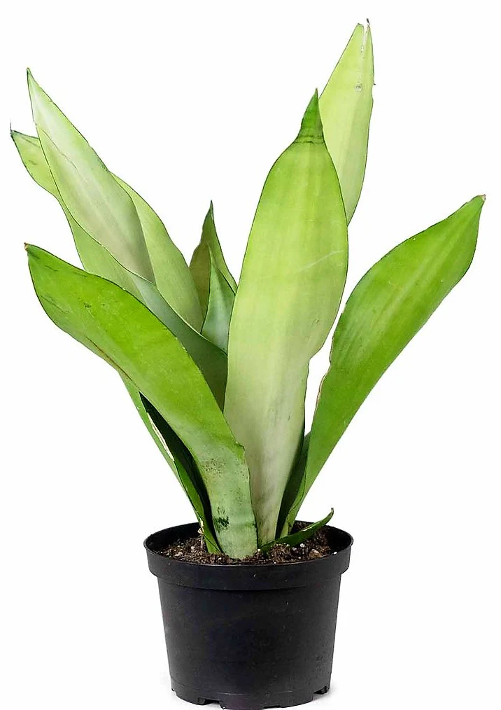 Snake Plant MoonShine, Sansevieria trifasciata - Image 3