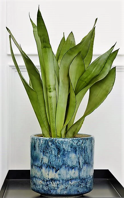 Snake Plant MoonShine, Sansevieria trifasciata - Image 4