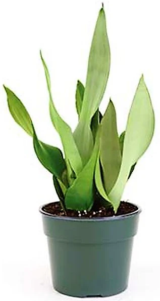 Snake Plant MoonShine, Sansevieria trifasciata - Image 5
