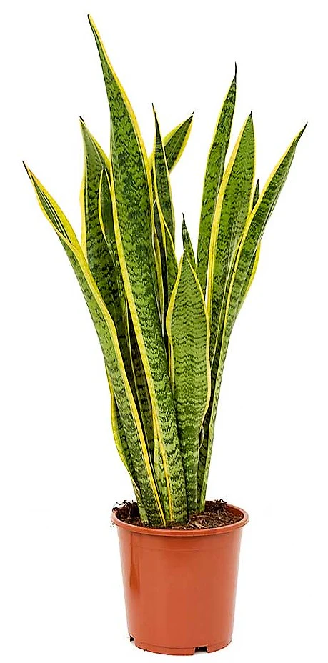 Snake Plant, Sansevieria Trifasciata, Laurentii, indoor - Image 3
