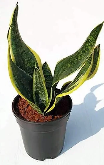 Snake Plant, Sansevieria Trifasciata, Laurentii, indoor - Image 4