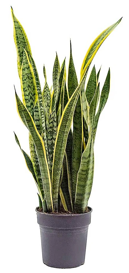 Snake Plant, Sansevieria Trifasciata, Laurentii, indoor - Image 5