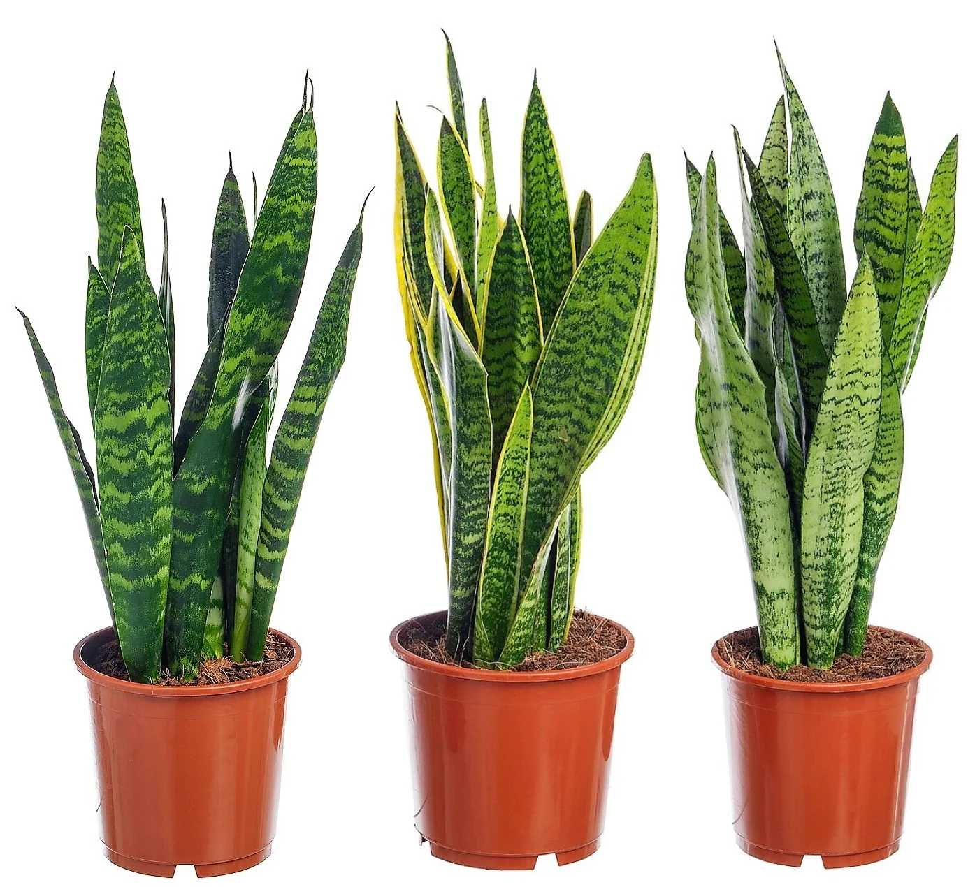 Snake Plant, Sansevieria Trifasciata, Laurentii, indoor - Image 6
