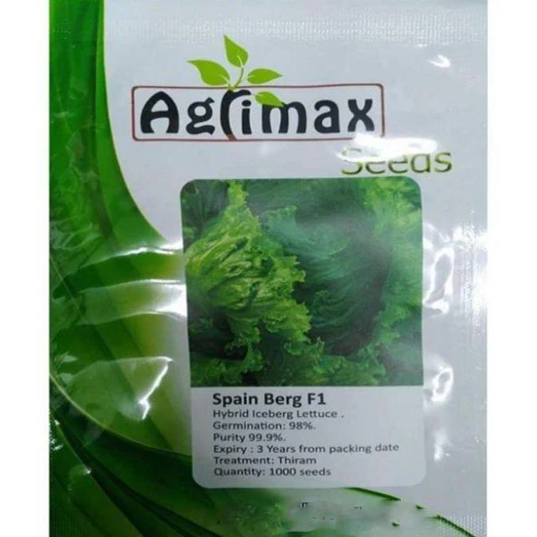 Spain Berg F1 Iceberg Lettuce Premium Quality Seeds