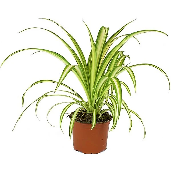 Spider Plant, Chlorophytum comosum, Variegatum - Image 3