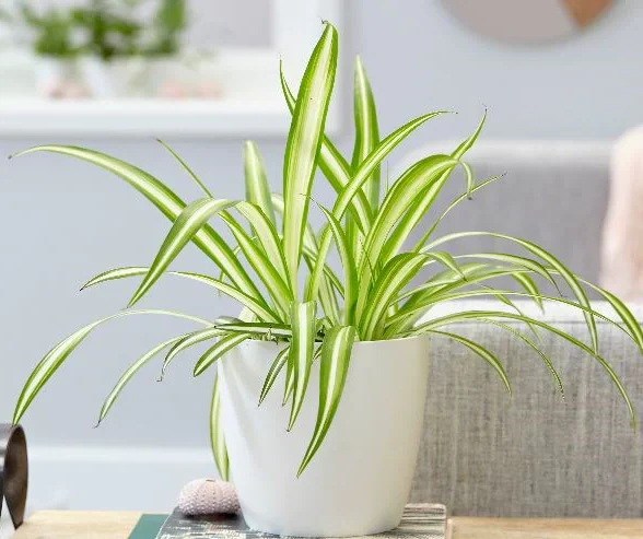 Spider Plant, Chlorophytum comosum, Variegatum - Image 4