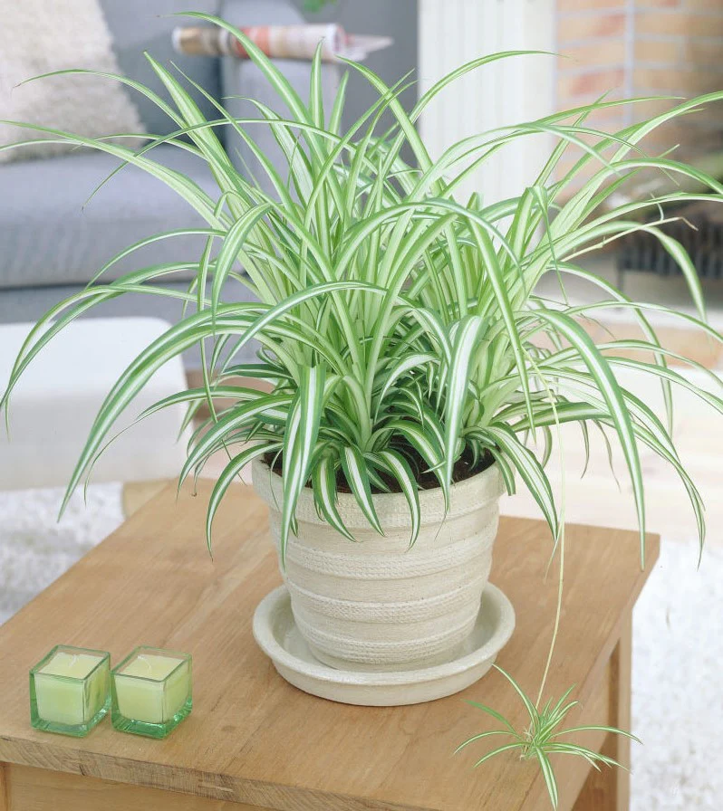 Spider Plant, Chlorophytum comosum, Variegatum - Image 5