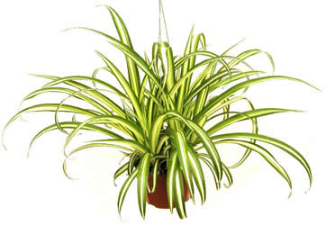 Spider Plant, Chlorophytum comosum, Variegatum - Image 6