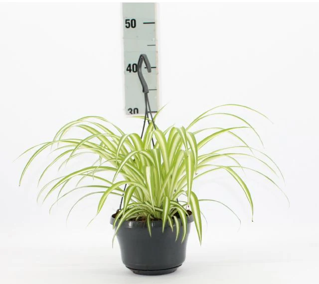Spider Plant, Chlorophytum comosum, Variegatum - Image 7